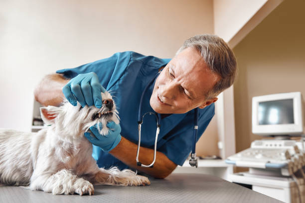 Best Walk-In Emergency Dentist in Leadwood, MO